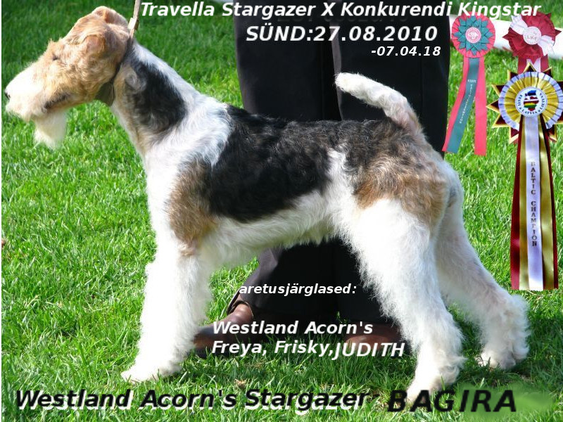 Westland Acorn Stargazer Bagira
