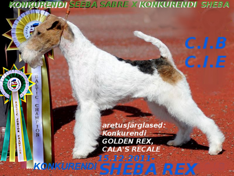 Konkurendi Seeba Rex