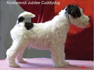 Jubilee Cuddlydog