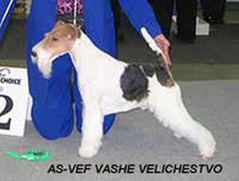 AS-VEF-Vashe-Velichestvo