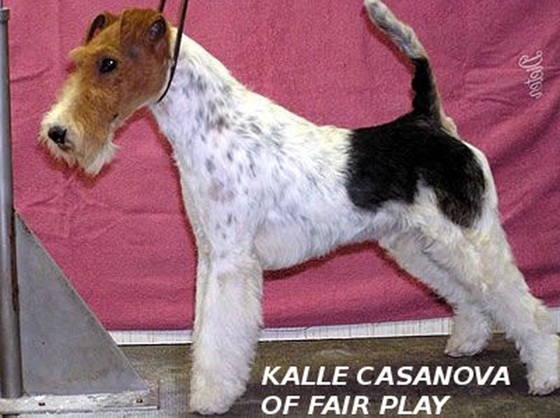 Kalle-Casanova