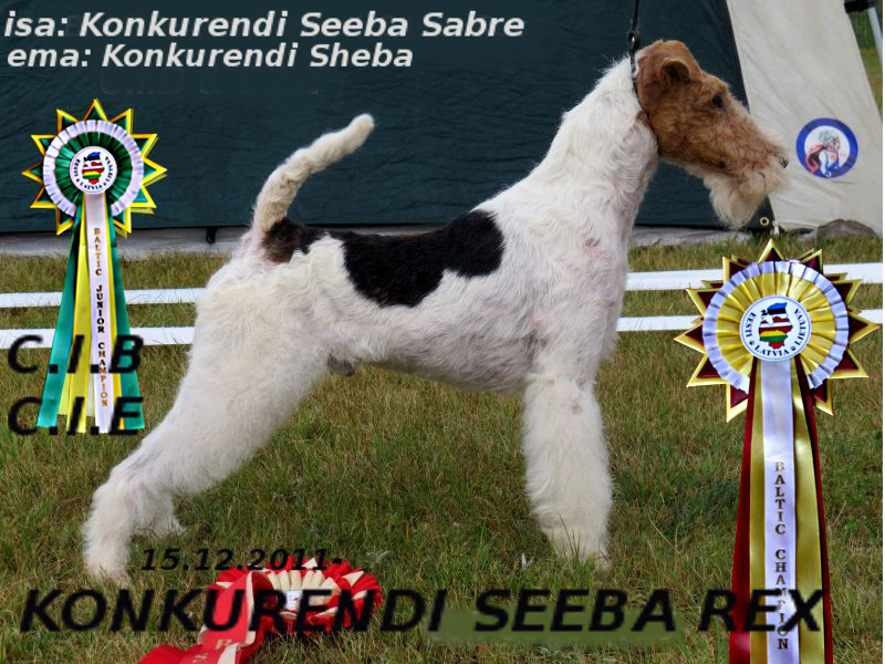 Konkurendi Seeba Rex